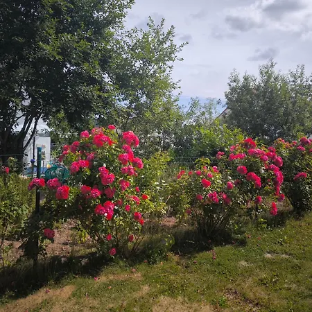 Rosen Garten Friedenweiler